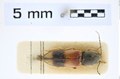 Foto (Dorsalansicht) von Cardiotarsus cribricollis (Fleutiaux, 1931) (NHMW-ZOO-COL-0008265)